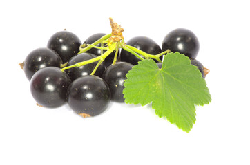 black currant