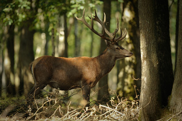 cerf 4