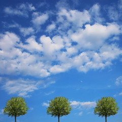 Obraz premium arbres sur une route de campagne