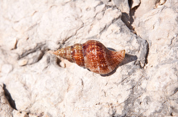 Muschel
