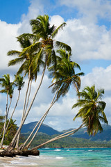 Palm trees leaning over a carribean beach
