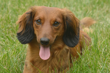 Red Long-Haired Dachshund