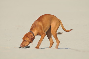 dog on the sandy beach