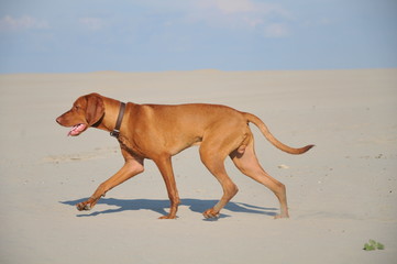 dog on the sandy beach