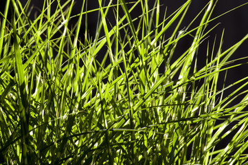 Obraz premium Green grass