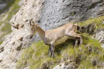 Alpine ibex - Steinbock