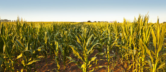 corn rows © mareandmare