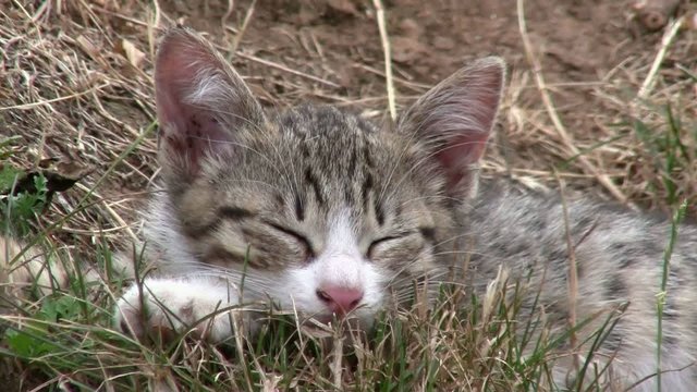 Gattino che dorme