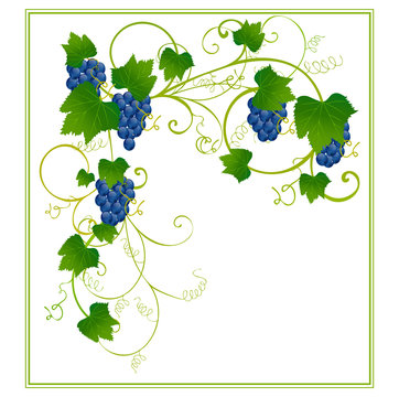 Floral frame with grapes