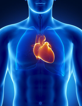 Human heart with respiratory system