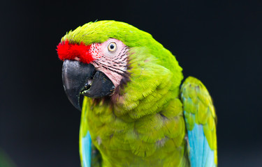 green macaw