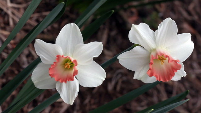 Spring narcissus