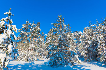 Jolly Winter and Sparkling Snowy Trees