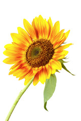 beautiful bright sunflower isolated on white