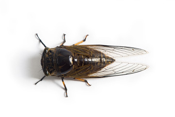 cicada