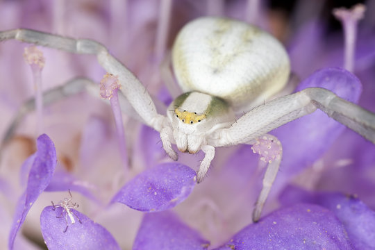 Goldenrod crab spider (Misumena vatia)