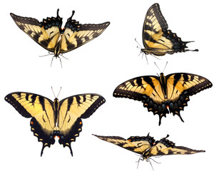 Obraz premium Eastern Tiger Swallowtail
