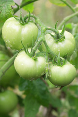 Green tomato