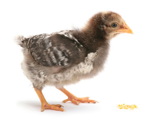 Baby chicken eat corn