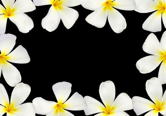 Frangipani flower frame isolated on black background