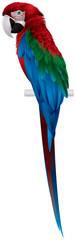 Naklejka premium Parrot, Red-and-green Macaw