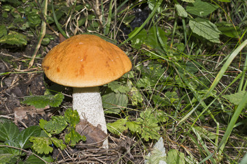 Pilz im Gras