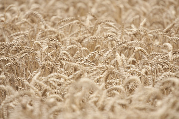 Wheat field