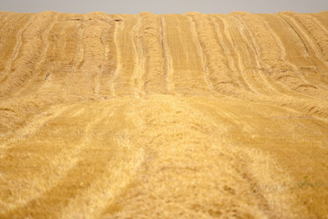 Fototapeta premium Wheat field after harvesting
