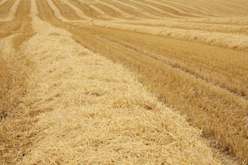 Fototapeta premium Wheat field after harvesting