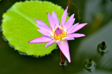 Pink water lily