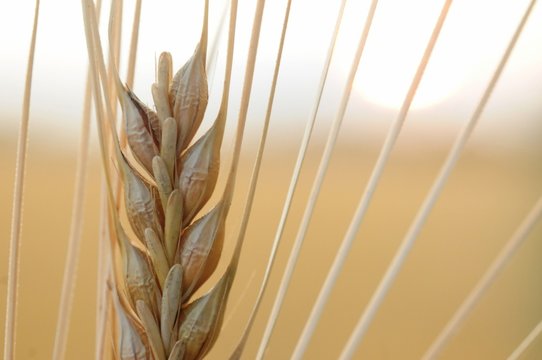 barley