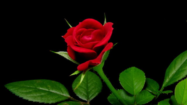 Rose Timelapse