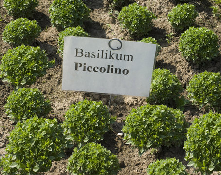 Basilikum Piccolino