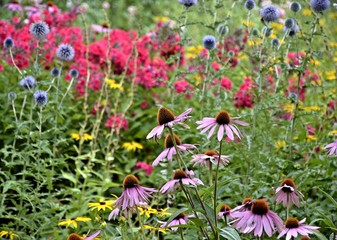 Flower-bed of colorful flowers