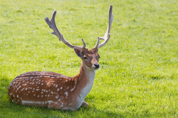 Fallow deer buck or Dama dama resting in shadow