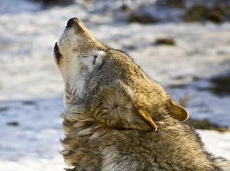 Fototapeta premium Wolf