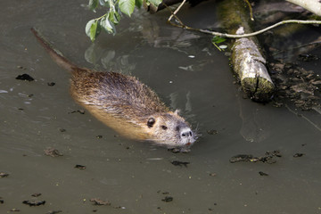 Nutria im Wasser