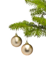 Two golden decoration balls in Christmas tree branch