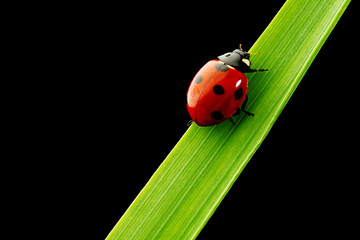 ladybug isolated on black