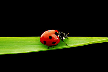 ladybug isolated on black