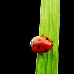 ladybug isolated on black