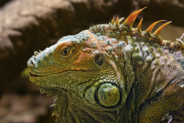 lizard Tupinambis