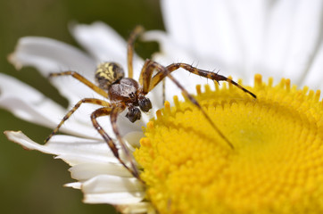 Araignée sur une fleur de marguerite