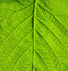leaf texture