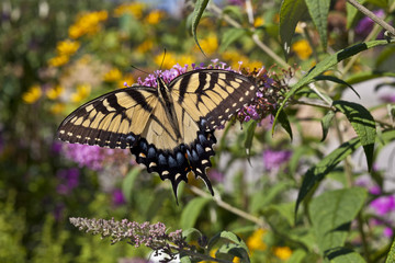 Eastern Tiger Swallowtail (Papilio glaucus)