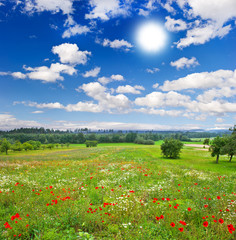 beautiful meadow and cloudy blue sky