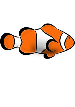Clownfisch