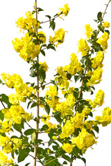 fleur ombrelle, chapeau chinois, holmskioldia sanguinea