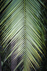 Palm tree leaf