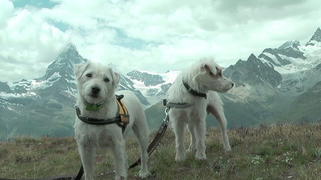 hunde vorm matterhorn